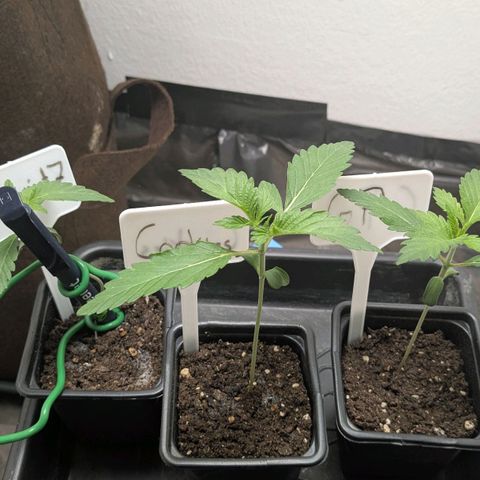 Cookies Fruity growlog timeline photo