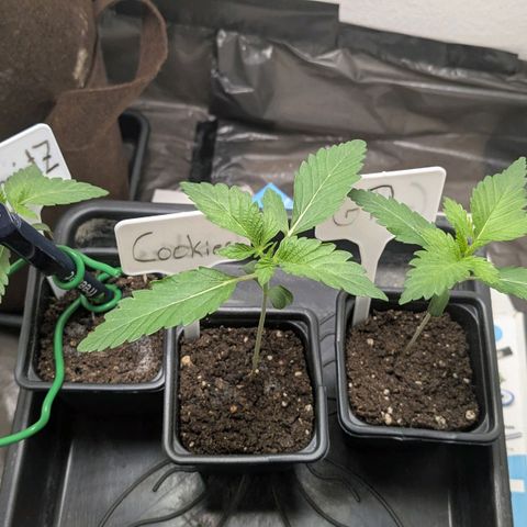 Cookies Fruity growlog timeline photo