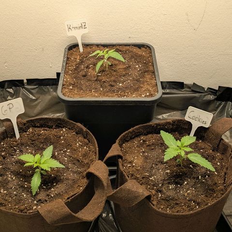 Cookies Fruity growlog timeline photo