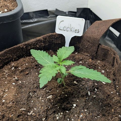 Cookies Fruity growlog timeline photo