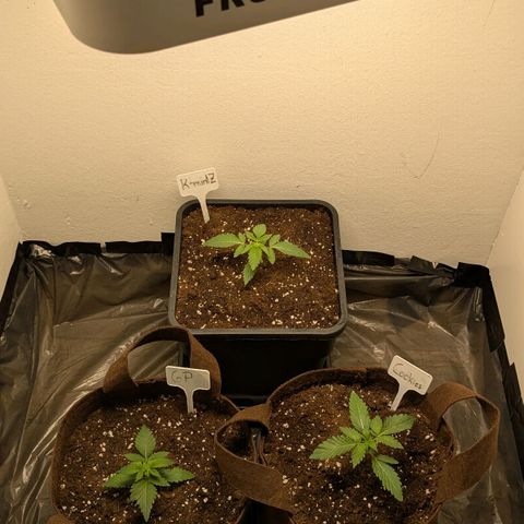 Cookies Fruity growlog timeline photo