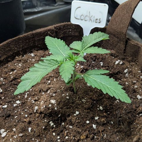 Cookies Fruity growlog timeline photo