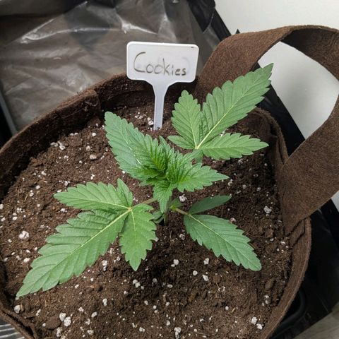 Cookies Fruity growlog timeline photo