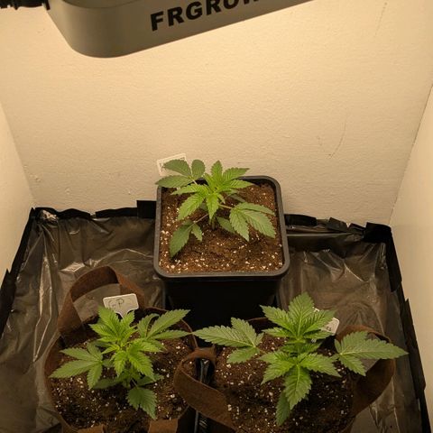 Cookies Fruity growlog timeline photo