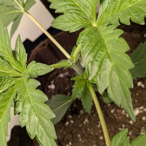 Cookies Fruity growlog timeline photo