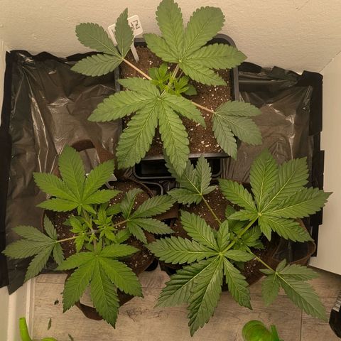 Cookies Fruity growlog timeline photo