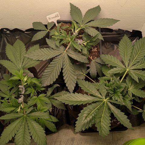 Cookies Fruity growlog timeline photo