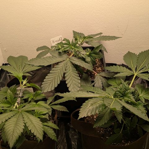 Cookies Fruity growlog timeline photo
