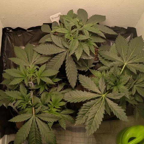 Cookies Fruity growlog timeline photo