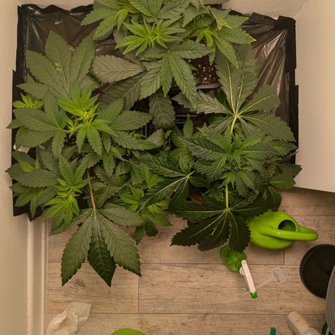 Cookies Fruity growlog timeline photo