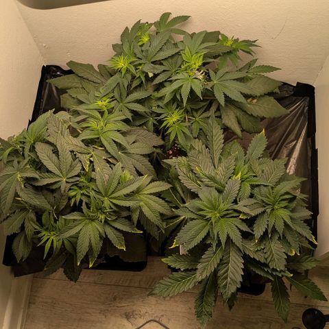 Cookies Fruity growlog timeline photo