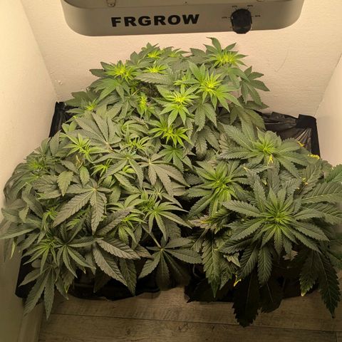 Cookies Fruity growlog timeline photo
