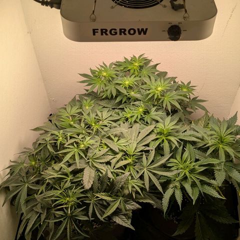 Cookies Fruity growlog timeline photo
