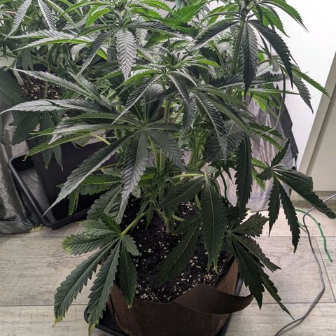 Cookies Fruity growlog timeline photo