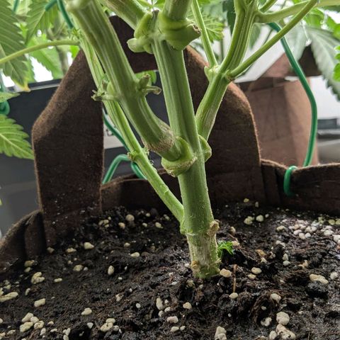 Cookies Fruity growlog timeline photo