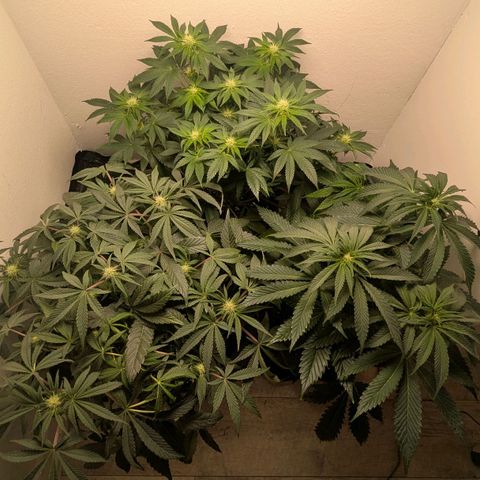 Cookies Fruity growlog timeline photo