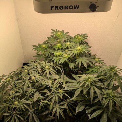 Cookies Fruity growlog timeline photo