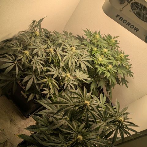Cookies Fruity growlog timeline photo