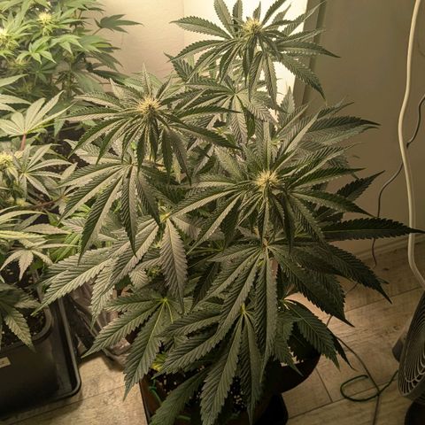 Cookies Fruity growlog timeline photo