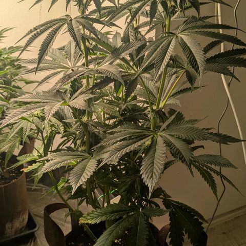 Cookies Fruity growlog timeline photo