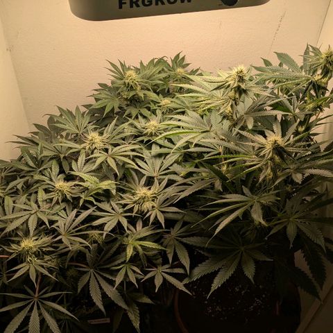 Cookies Fruity growlog timeline photo
