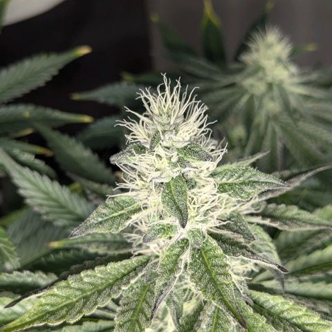 Cookies Fruity growlog timeline photo