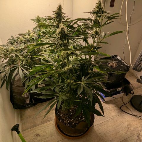 Cookies Fruity growlog timeline photo