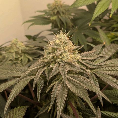 Cookies Fruity growlog timeline photo