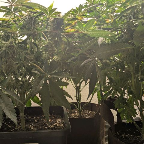 Cookies Fruity growlog timeline photo