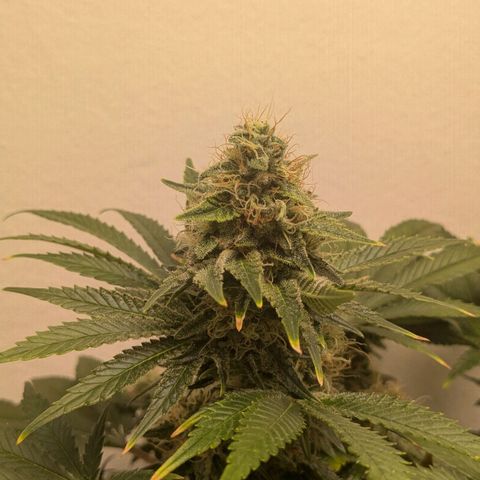 Cookies Fruity growlog timeline photo