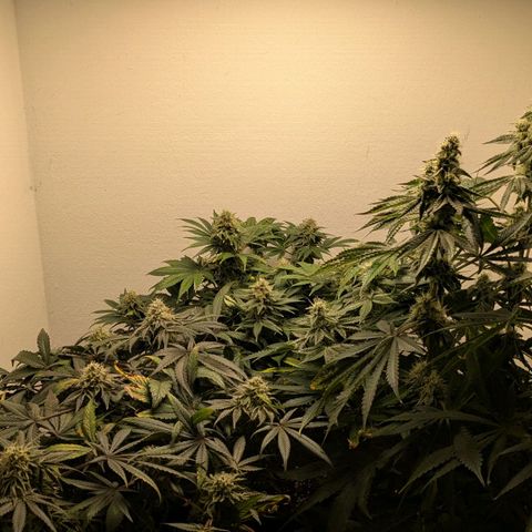Cookies Fruity growlog timeline photo