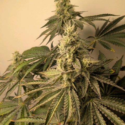Cookies Fruity growlog timeline photo