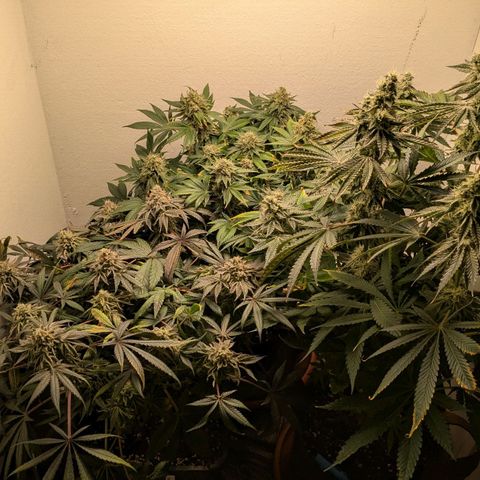 Cookies Fruity growlog timeline photo