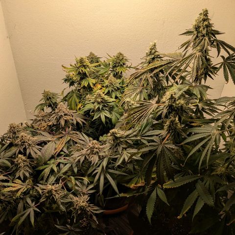 Cookies Fruity growlog timeline photo
