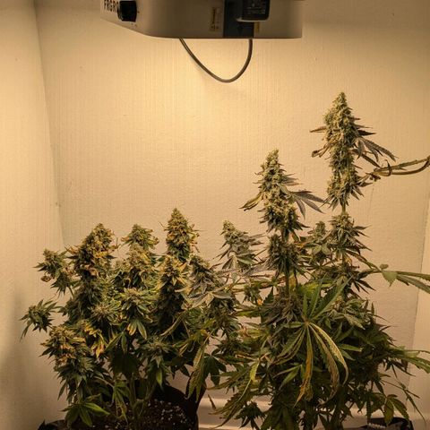 Cookies Fruity growlog timeline photo