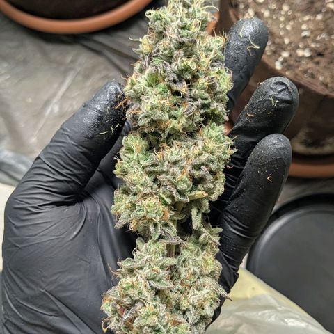 Cookies Fruity growlog timeline photo
