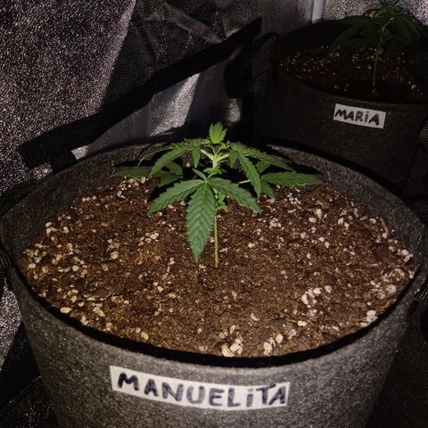 MANUELITA growlog timeline photo