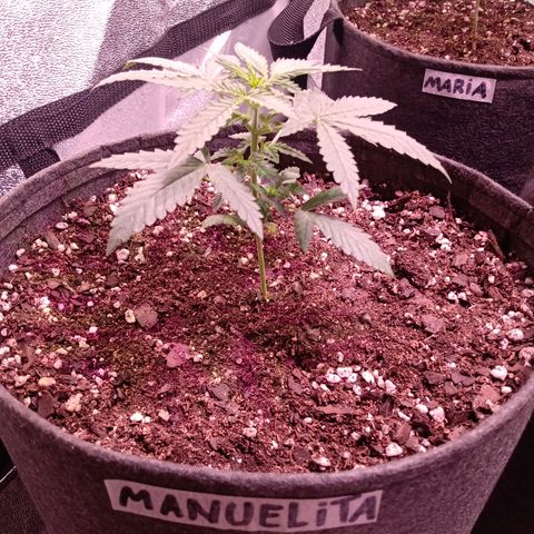 MANUELITA growlog timeline photo