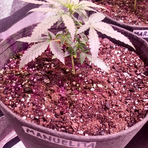 MANUELITA growlog timeline photo