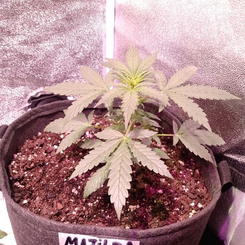 MATILDA growlog timeline photo