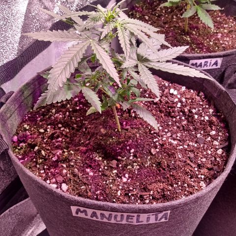 MANUELITA growlog timeline photo