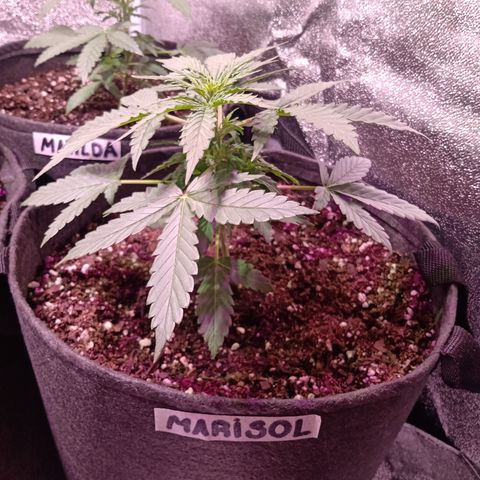 MARISOL growlog timeline photo
