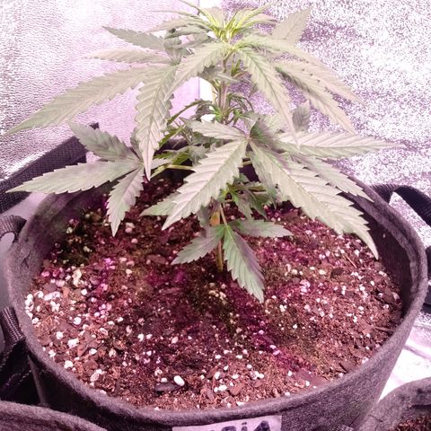 MARIA growlog timeline photo