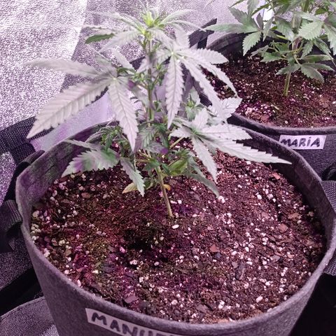 MANUELITA growlog timeline photo