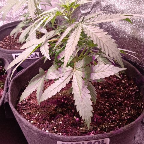 MARISOL growlog timeline photo