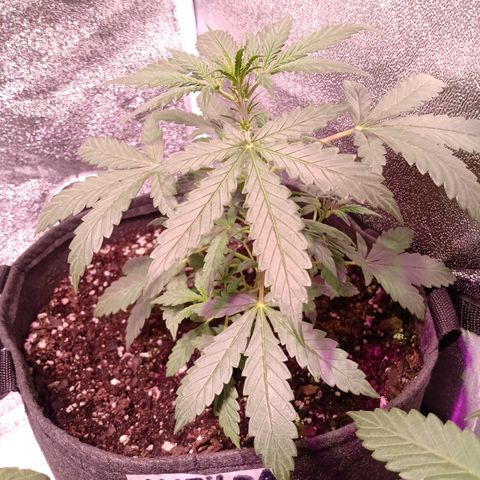 MATILDA growlog timeline photo