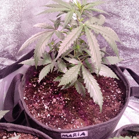MARIA growlog timeline photo