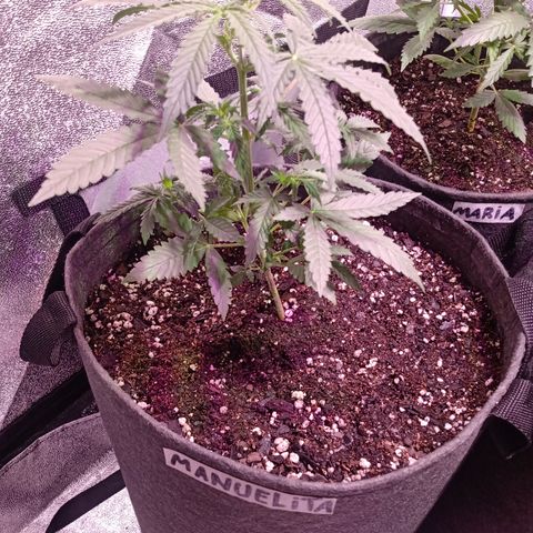 MANUELITA growlog timeline photo
