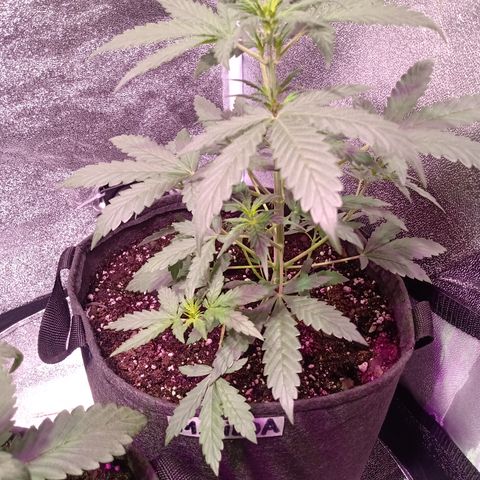 MATILDA growlog timeline photo