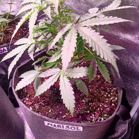 MARISOL growlog timeline photo